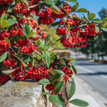 Aronia Arbutifolia - Red Chokeberry