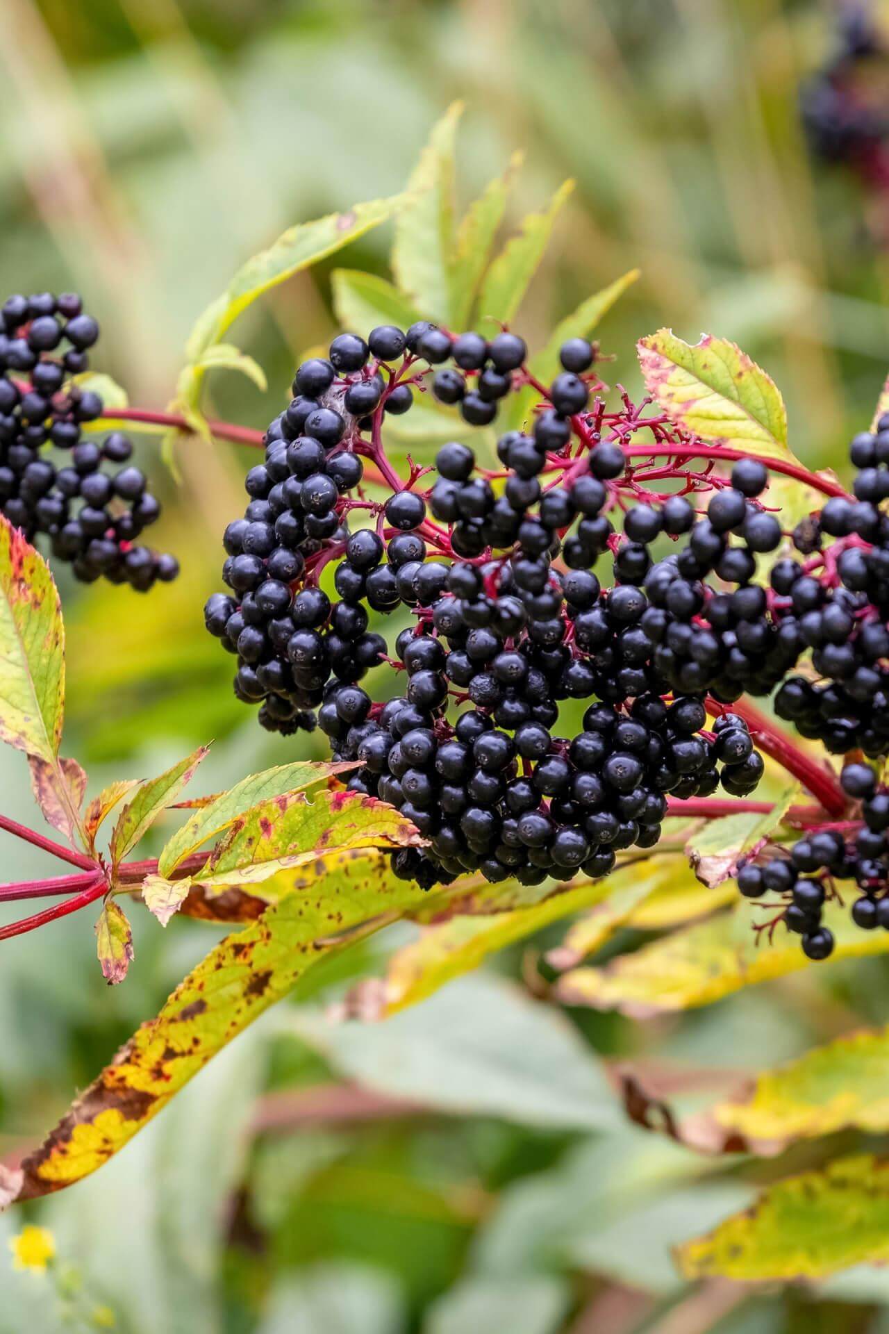 elderberry