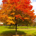 Red Oak Tree - Quercus