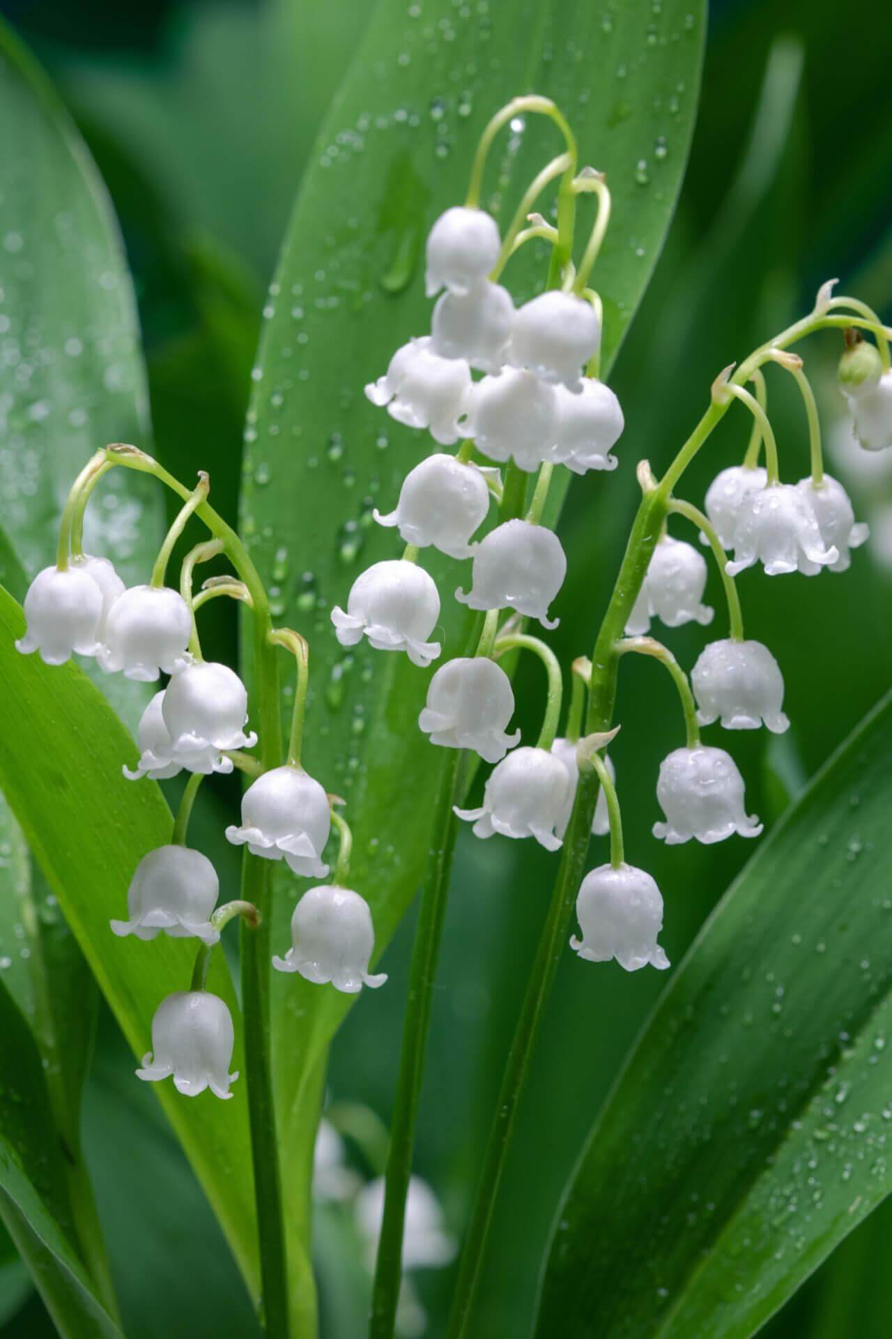 Fragrant lily of the valley typically blooms in May