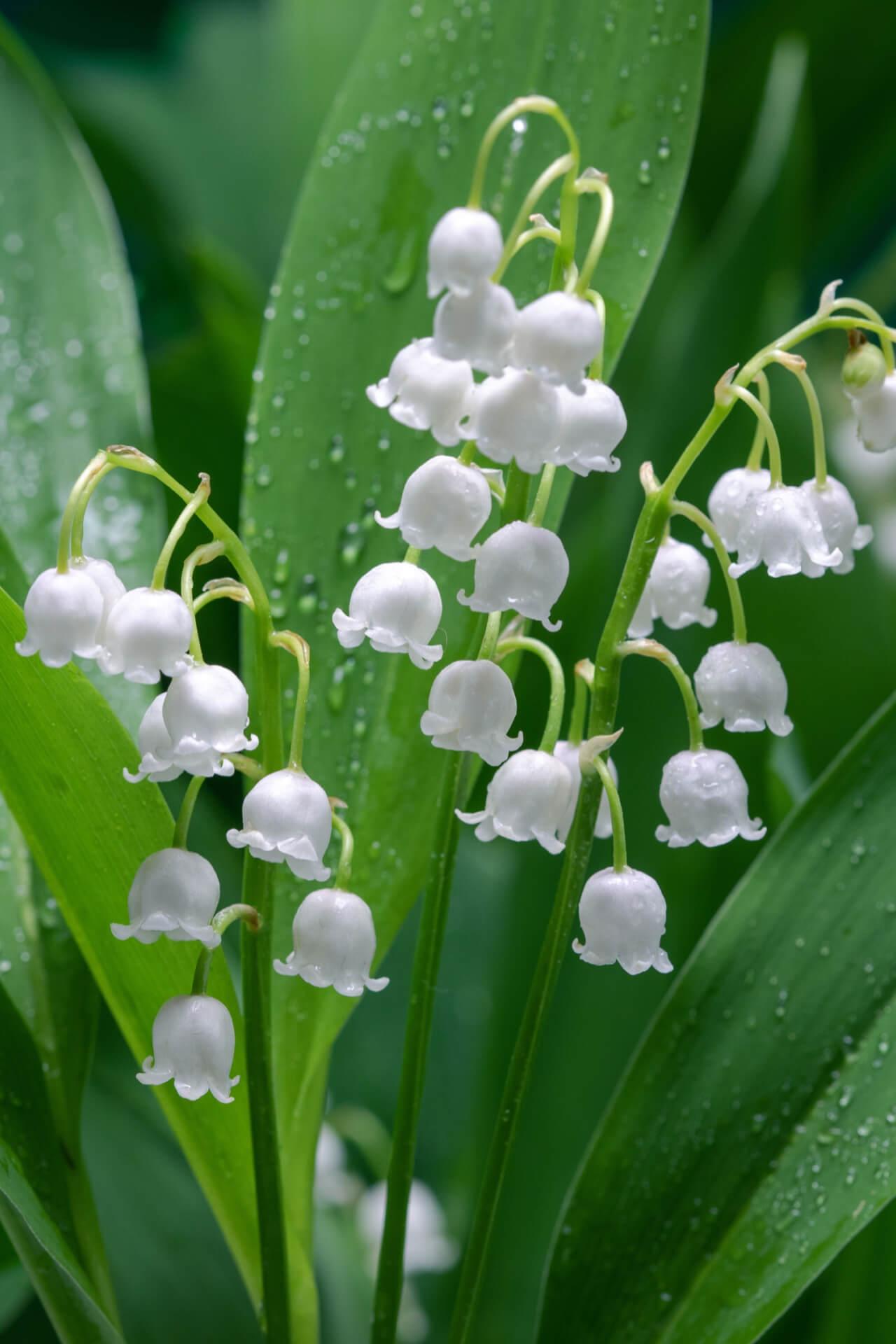 Lily of The Valley Plants For Sale | Wholesale Nursery Co