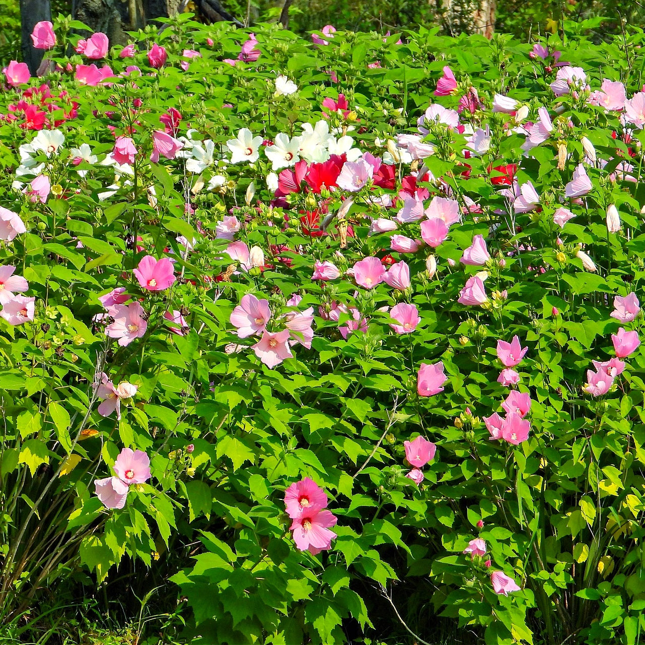 Field of marsh hibiscuswith pink, white, and red flowers and green leaves