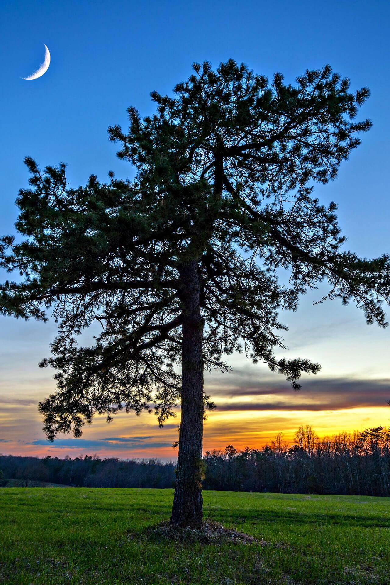 Virginia Pine