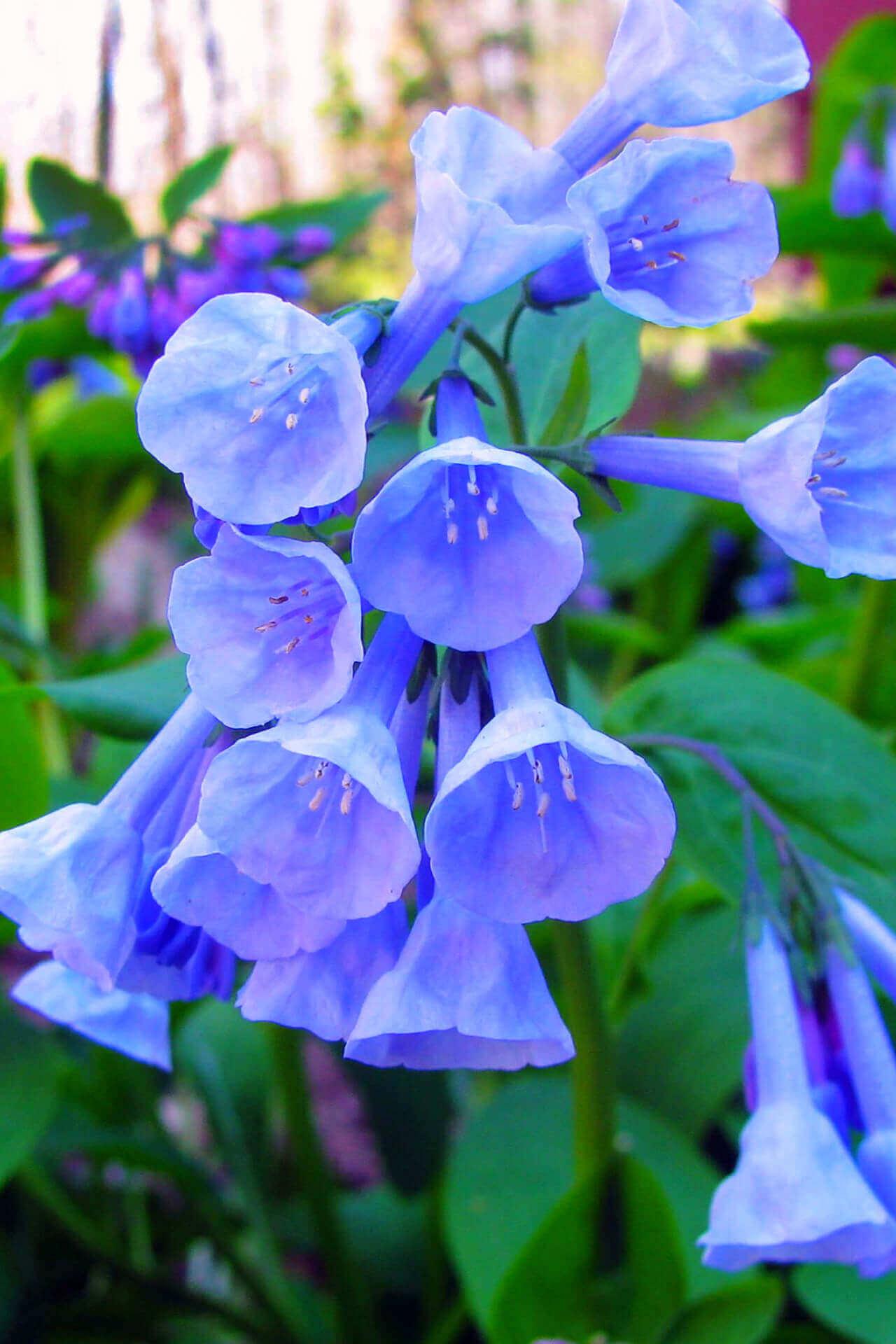 Virginia Bluebells For Sale Online  Buy 1 Get 1 Free – Garden Plants  Nursery