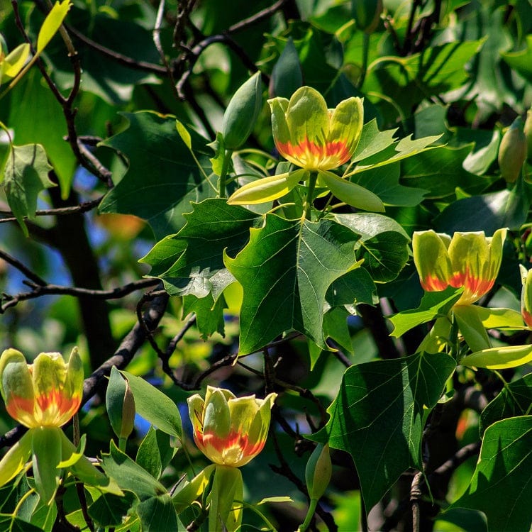 Garden Plants Nursery Tree Seedlings Tulip Poplar Seedlings