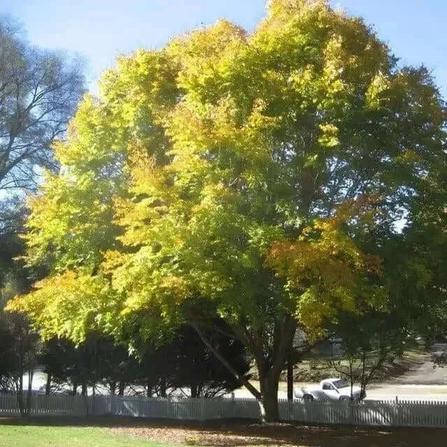 American Beech Tree
