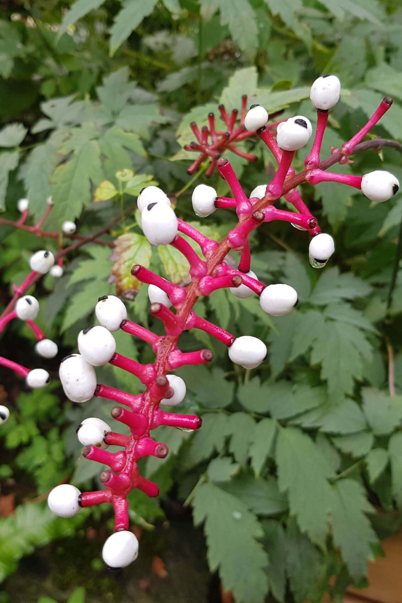 Baneberry Perennials For Sale Online