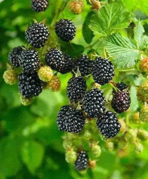 Wild Blackberry Bush