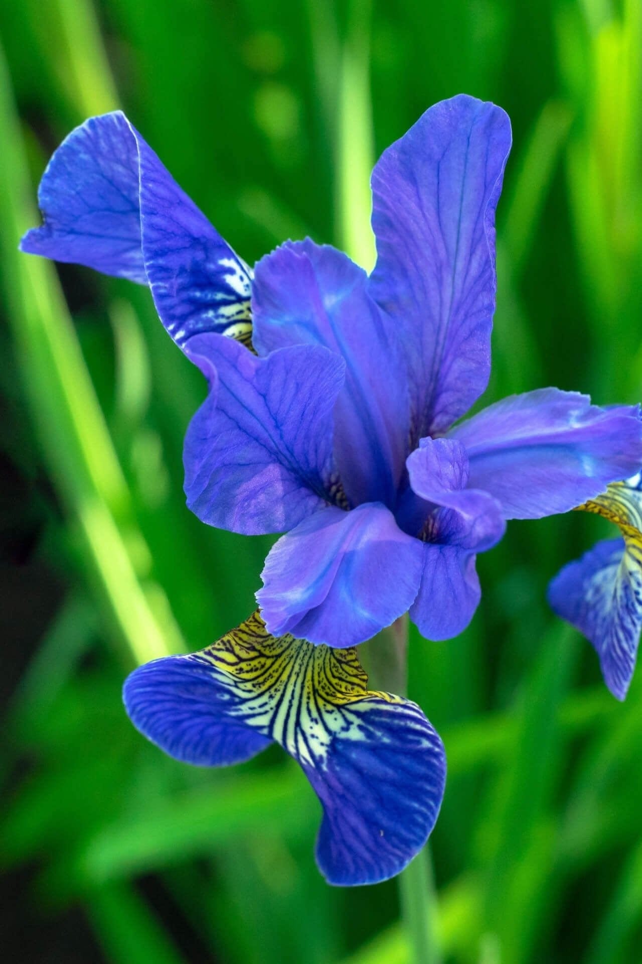 Bearded Iris Perennials For Sale Online
