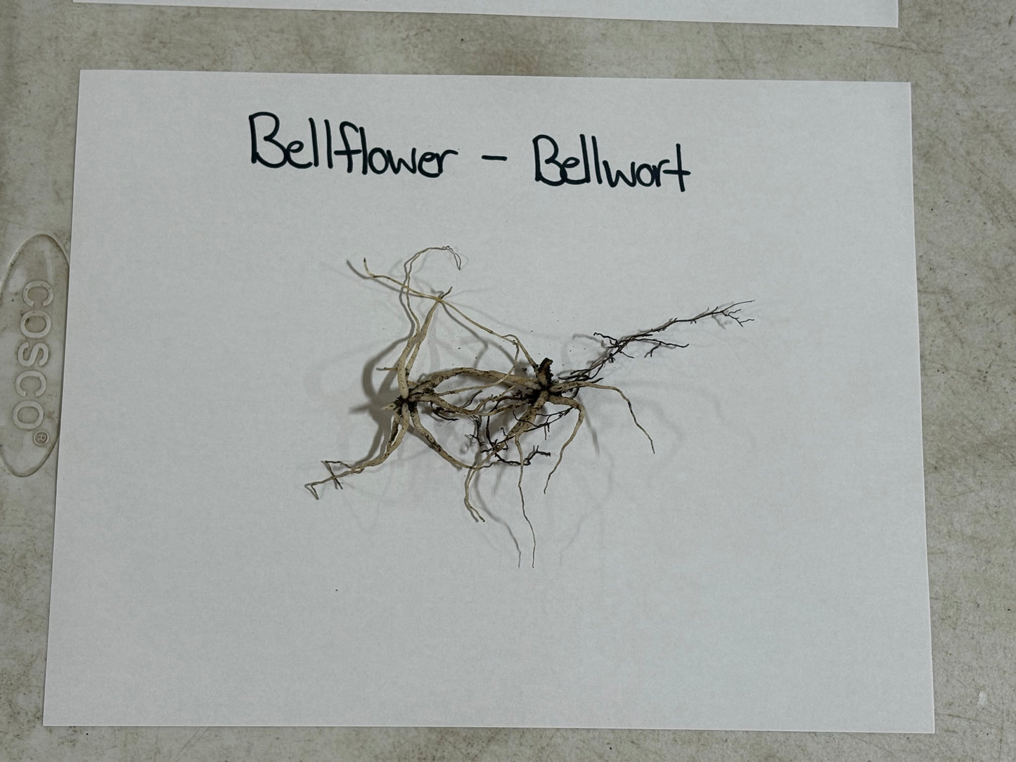 bellflower root
