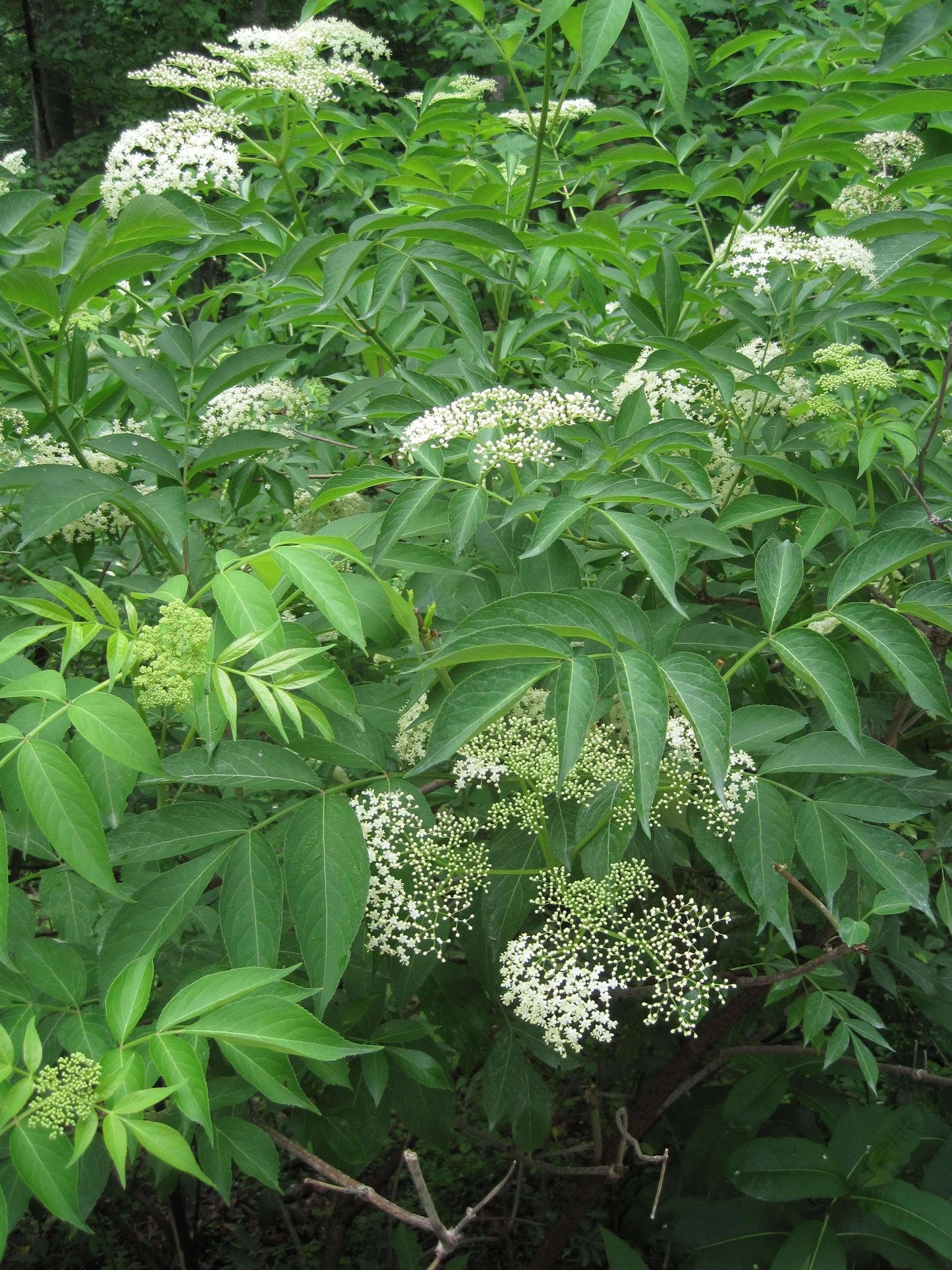 Elderberry Shrub