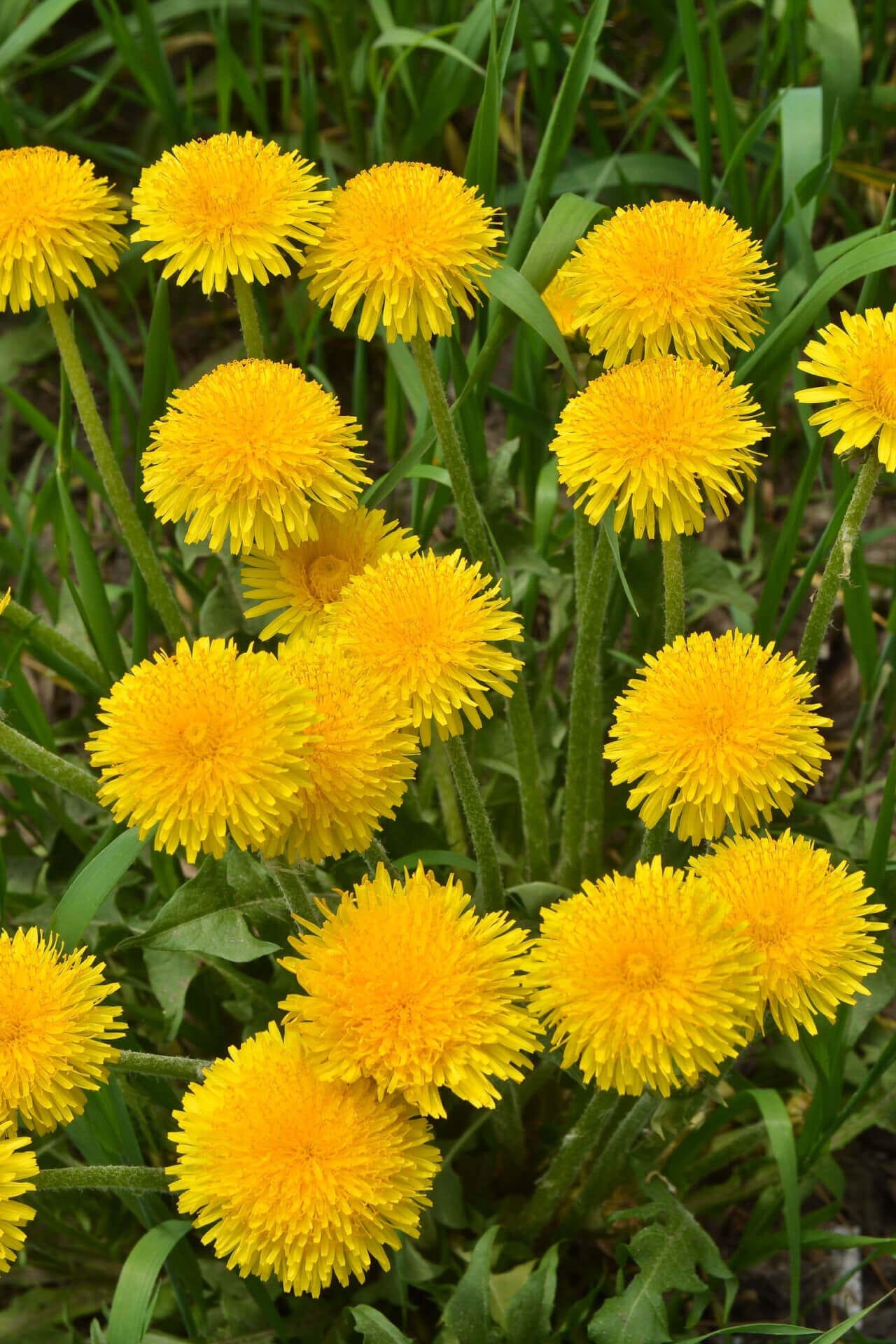 Dandelion Plants For Sale Online