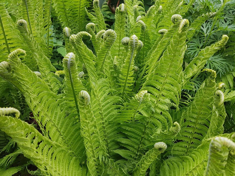 Garden Plants Nursery Fiddlehead Fern