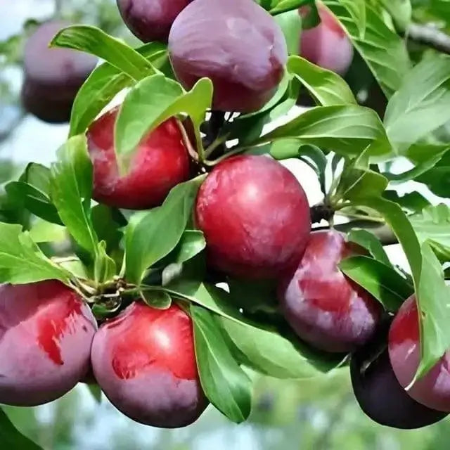 Santa Rosa Fruiting Plum