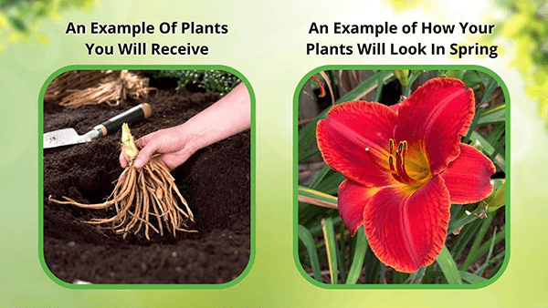 Garden Plants Nursery Indian Pink