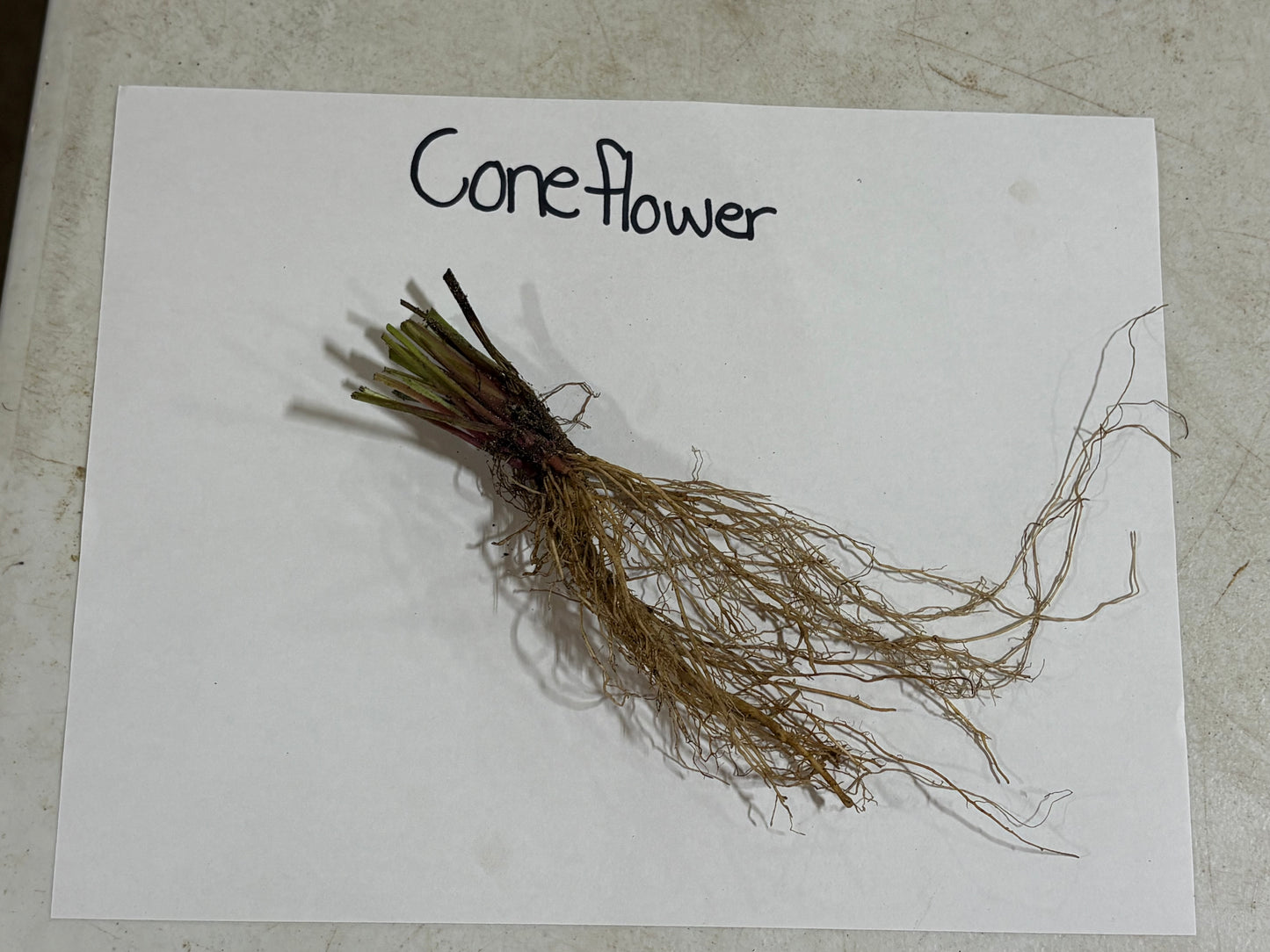 Purple Coneflower roots