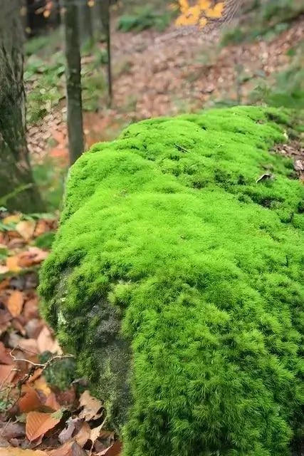 Haircap Live Moss For Sale