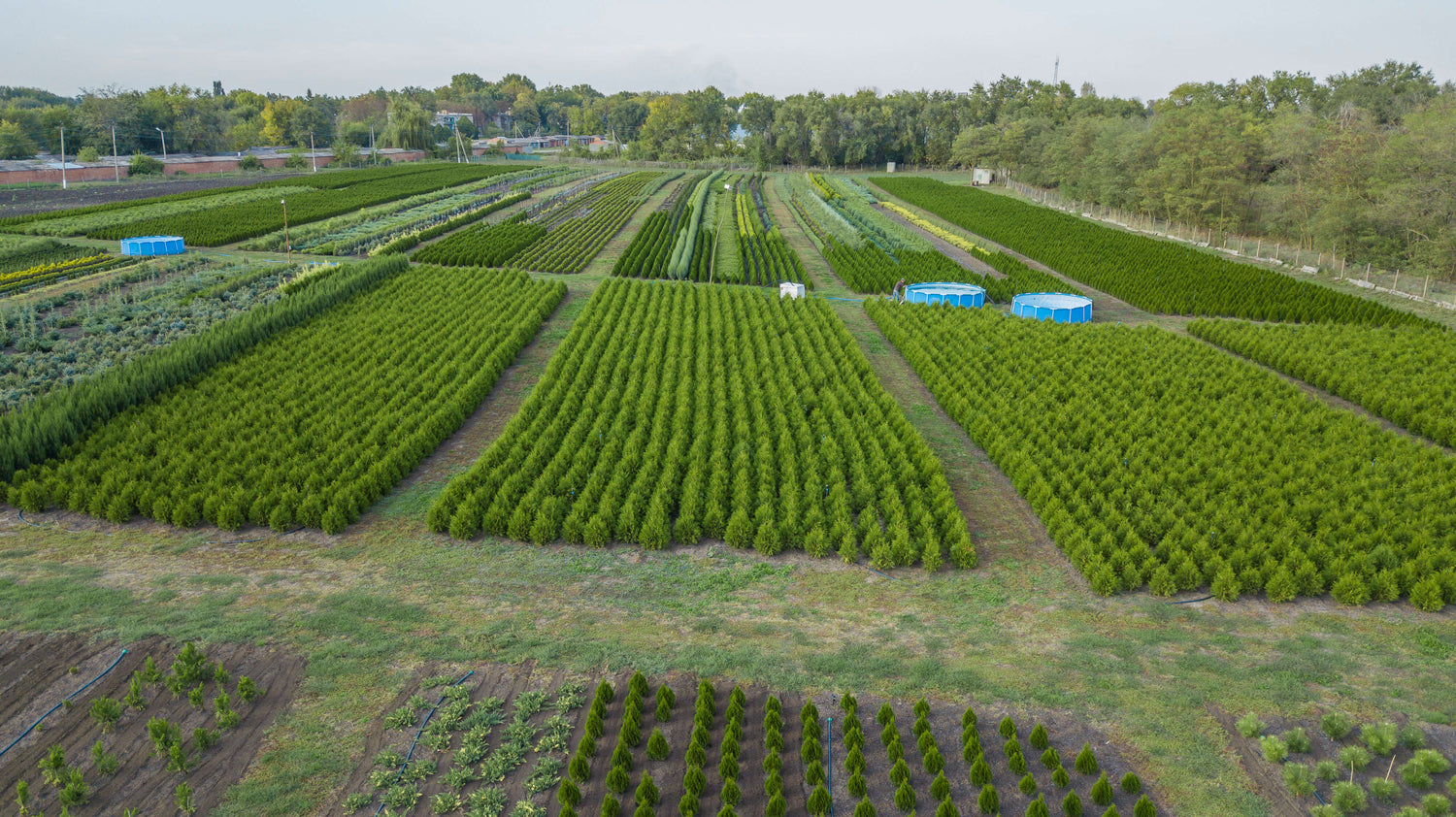 Tennessee Wholesale Nursery