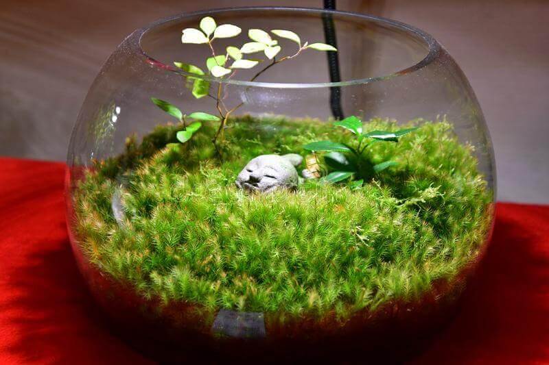 Thuidium Moss