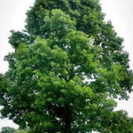 White Oak Tree 