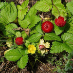 Wild Strawberry Plants