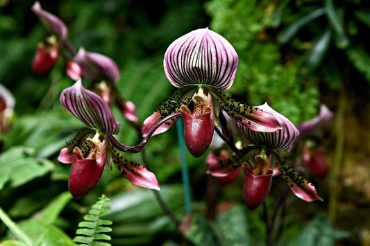 Rare Native Plants: Hidden Gems of the Natural World