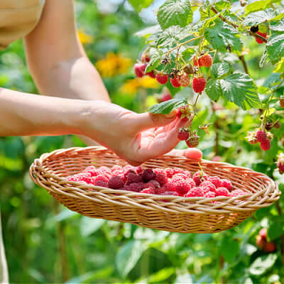 Berry Plants Edible Home Landscaping
