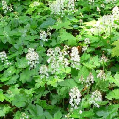 The Complete Perennial Gardening Guide