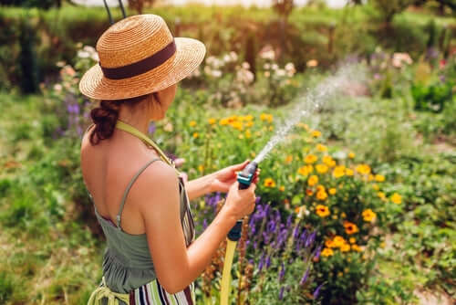 Watering 101: How Much Water Does Your Plant Really Need?