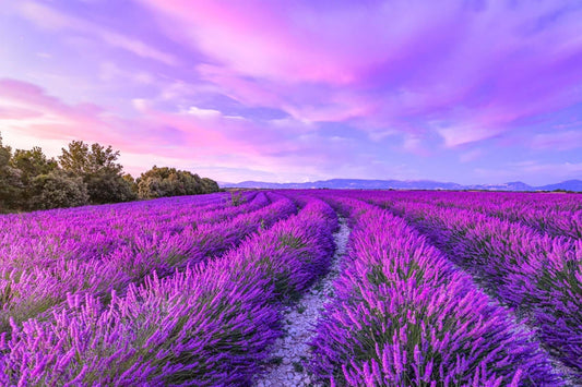 Is Lavender a Perennial?