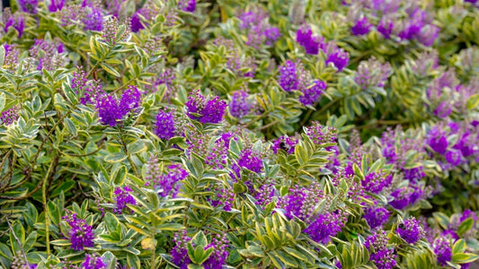 Purple Flowering Shrubs: Native Beauty for Your Garden