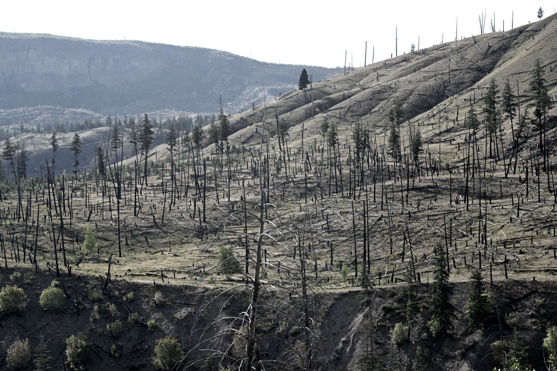 Why Don’t Trees Burn in Wildfires? Understanding Nature’s Defenses