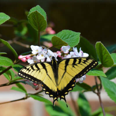 The Remarkable Viburnum Judge