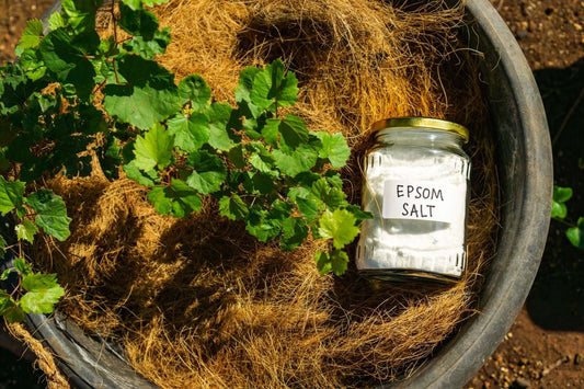 Epsom Salt for Native Plants: Enhancing Growth Naturally