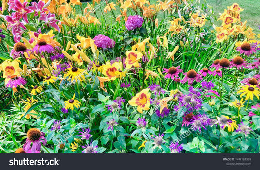 Many Perennials live For More Than Two Years