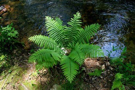 Cinnamon Ferns Thrive Anywhere