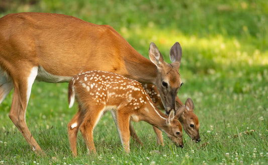 Protective brown doe with spotted fawn near deer-resistant plants