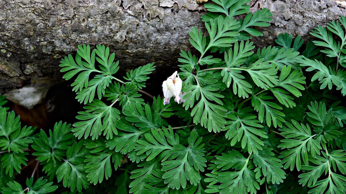 The Unique Squirrel Corn