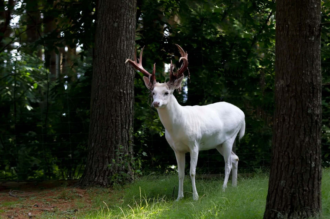 5 Beautiful and Deer-Resistant Shrubs
