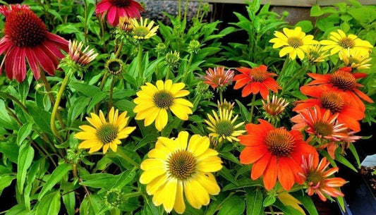 Warm Season Perennial Favorites