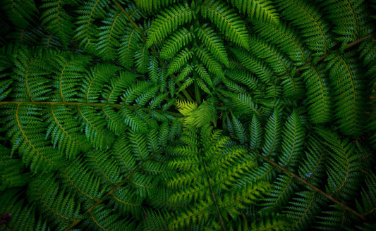 Lush vibrant green fern fronds with intricate patterns in Fascinating Ferns