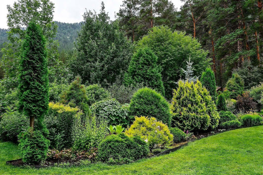 Landscaping with Evergreens: Creating Timeless Beauty
