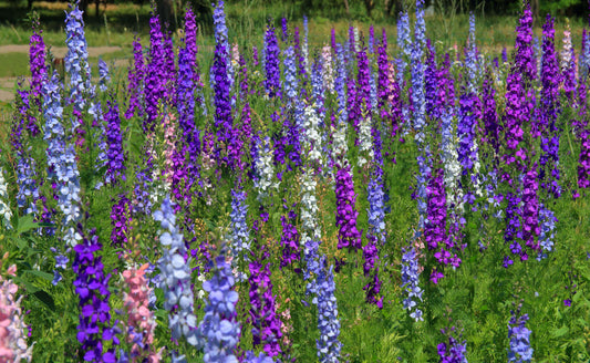 Vibrant tall delphinium perennials in purple, blue and white field
