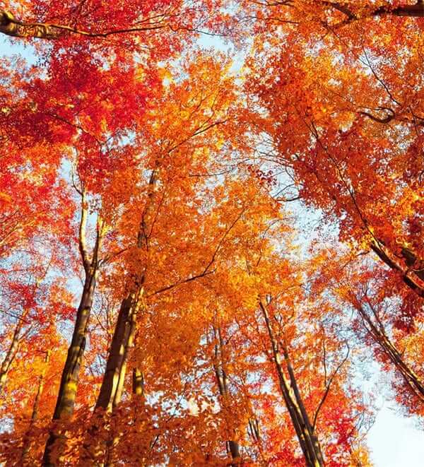 Vibrant red and golden-orange autumn tree canopy for fast-growing landscapes