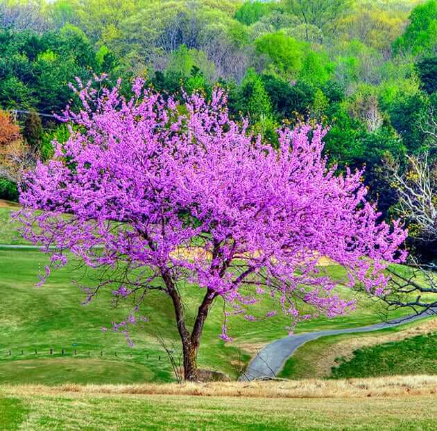 Best Flowering Trees to Enhance Curb Appeal