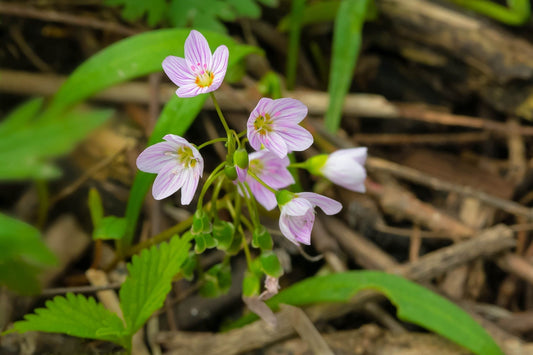 Spring Beauty: A Vibrant Wildflower