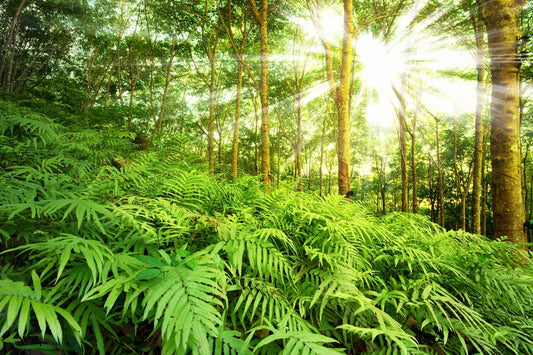 Top Ferns for Sunny Gardens