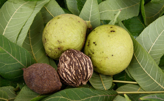 The Majesty and Utility of Black Walnut Trees