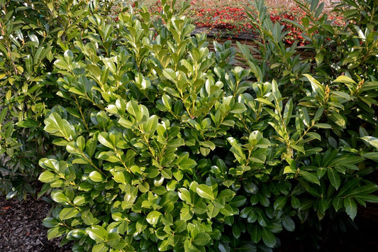 Top Evergreens for Zone 8 Gardens