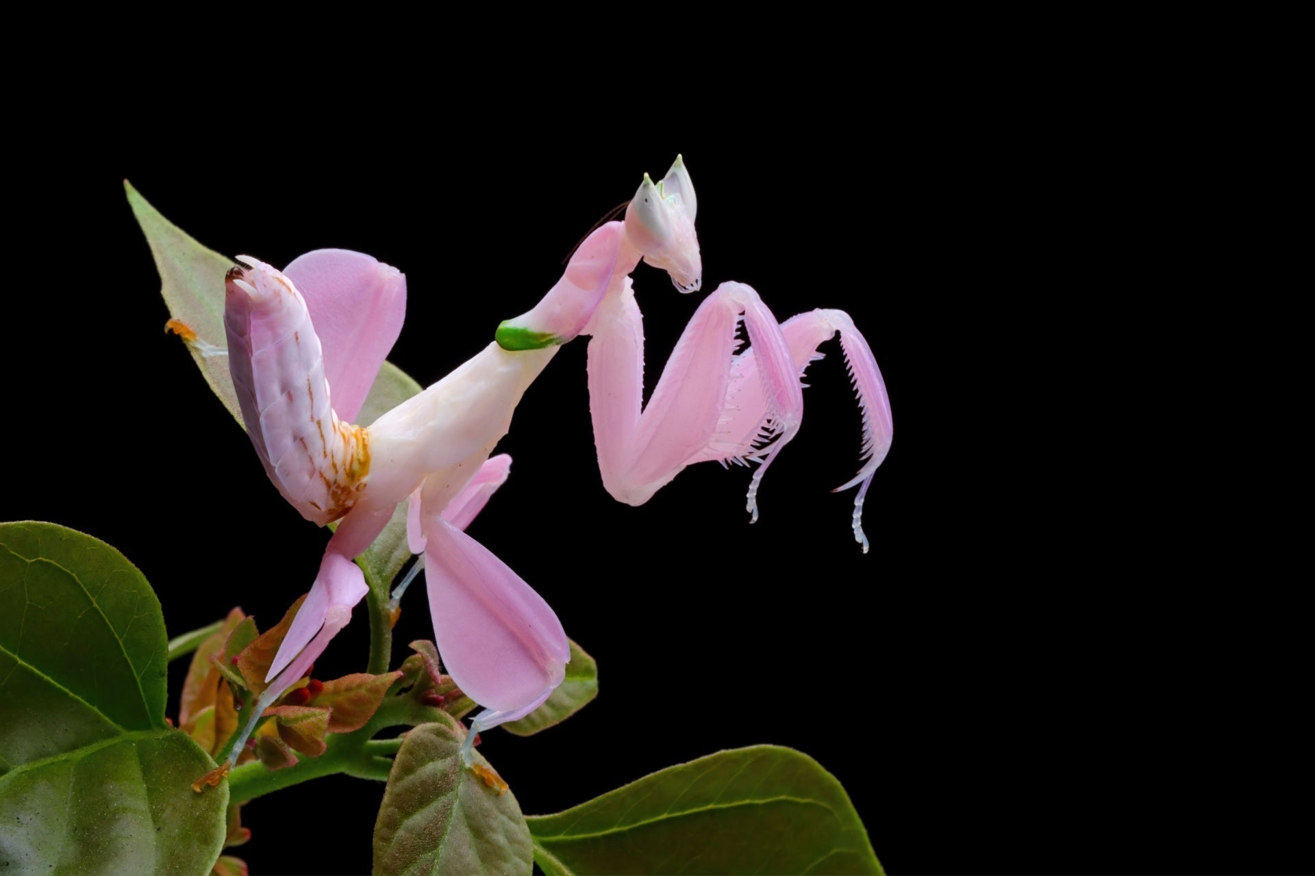 Fireflies in the Garden